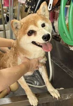 うめちゃん1