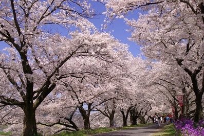 桜並木