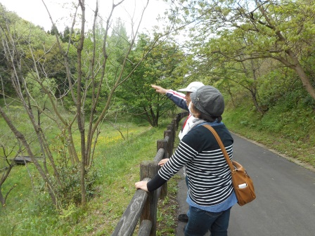 遊歩道写真