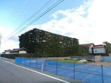 屋敷を囲む築地松のイメージ写真