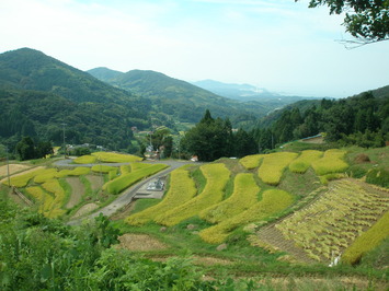 室谷の棚田の写真