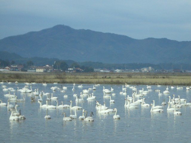 ふゆみずたんぼと白鳥