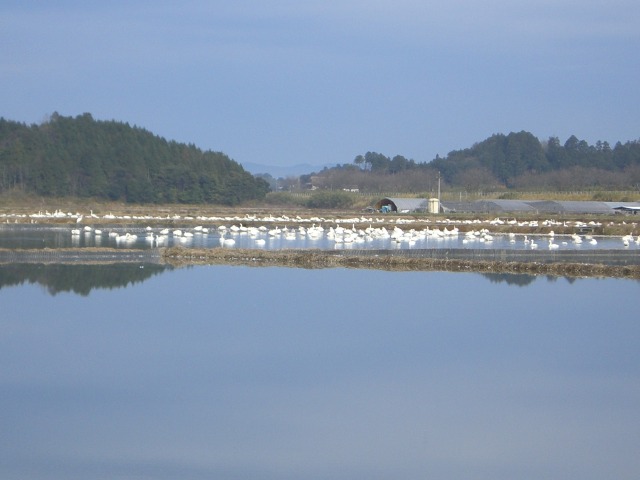 ふゆみずたんぼ遠景