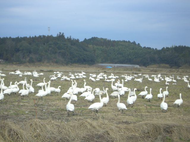 餌をついばむ白鳥