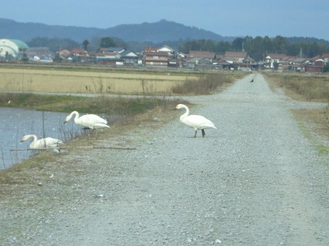道を歩いて渡る白鳥