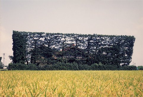 築地松の写真