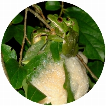 モリアオガエルの産卵写真