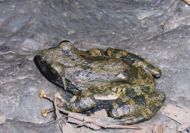 島根県 ０３０カジカガエル トップ 環境 県土づくり 自然 景観 動物 自然環境 島根の自然公園 保護 観察 出掛けよう 野に山に