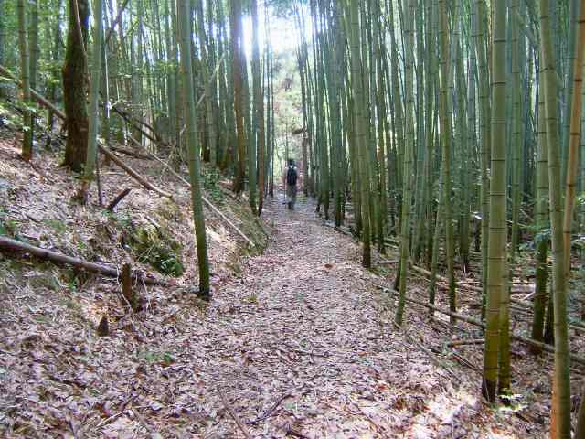 やなしお道