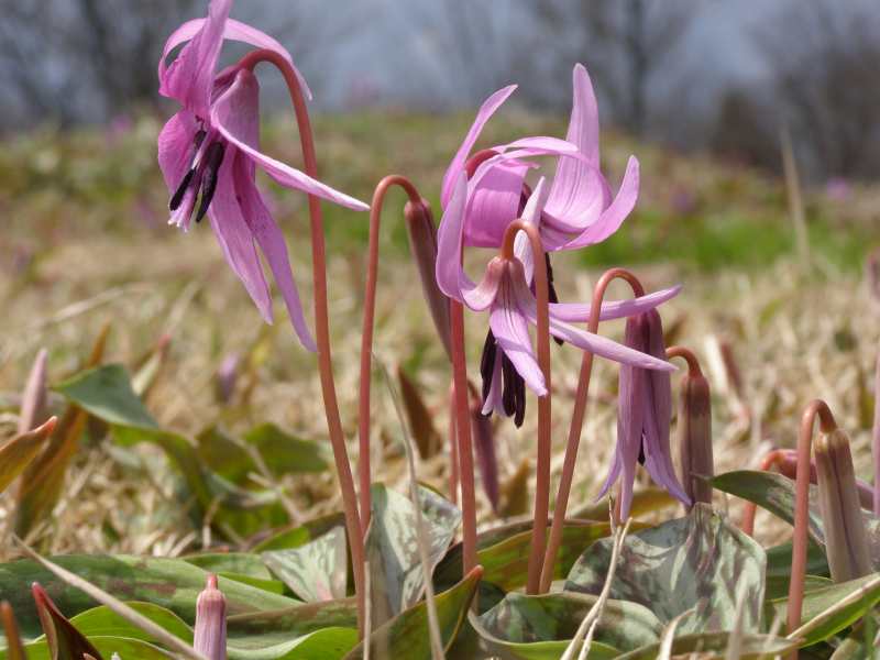 カタクリの花