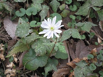 ユキワリイチゲ花