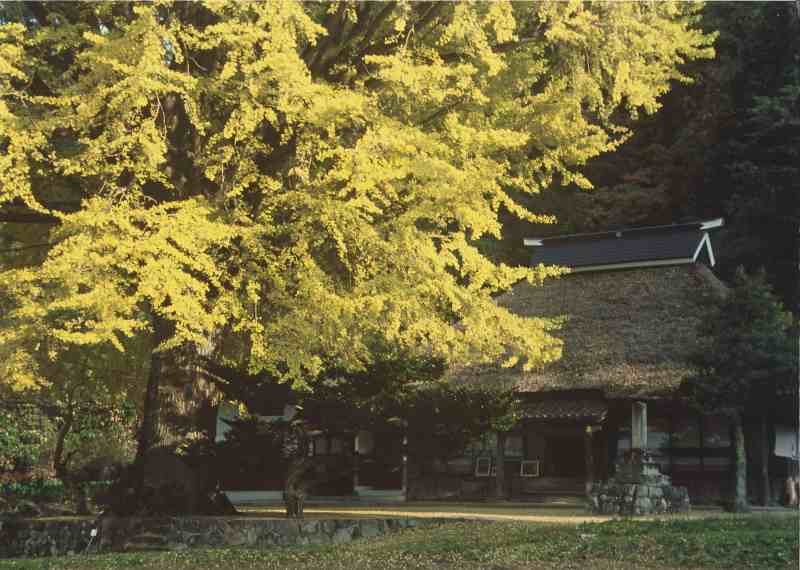 金言寺のイチョウ