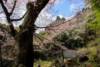 今年の豊凶は？「世間桜）