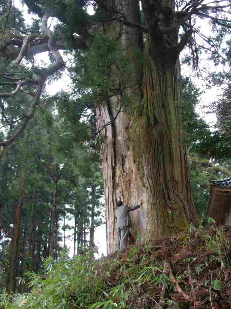 本宮神社大杉の写真