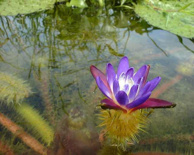 オニバスの花