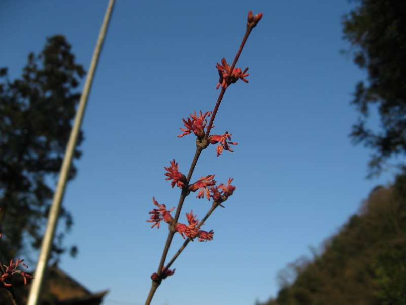 カツラの花