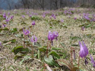 カタクリの花の写真パート１