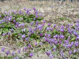 カタクリの花写真パート２