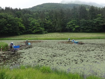 池の中で作業している写真