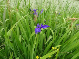 カキツバタ