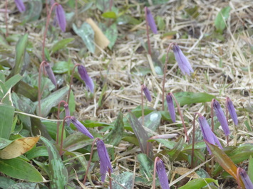 カタクリの花のアップ