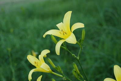 ユウスゲの花