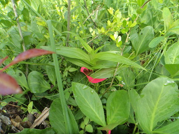 カキラン