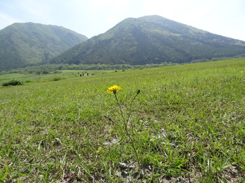 三瓶山と花