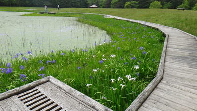 カキツバタ３