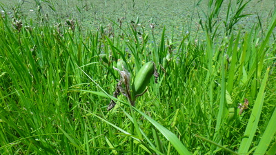 カキツバタの花の数