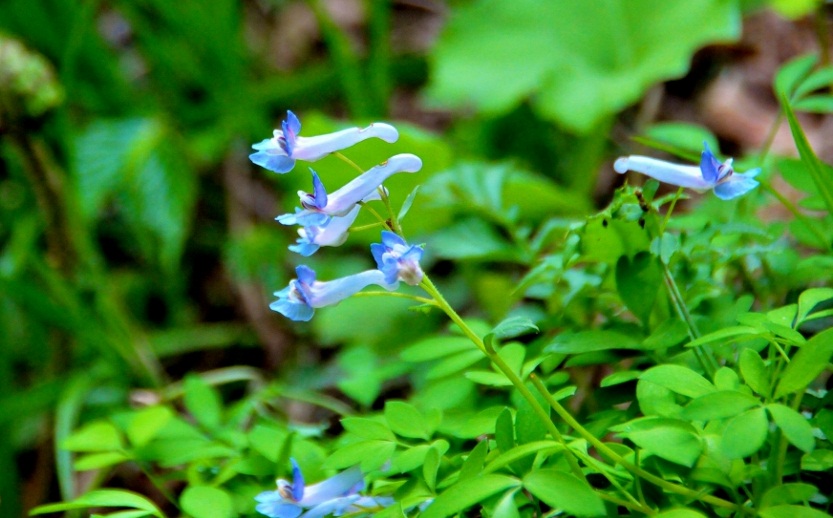 船通山の植物