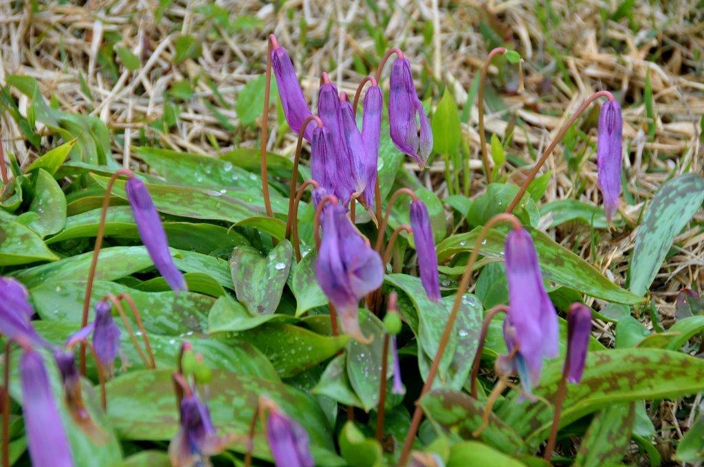 カタクリの花