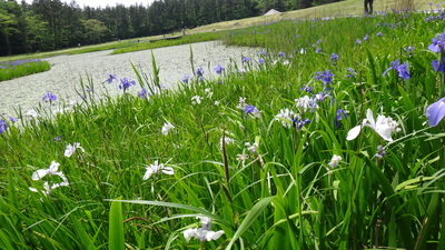 カキツバタ