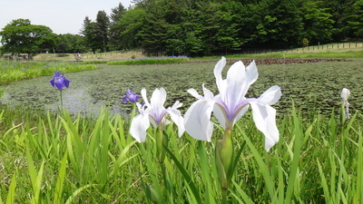 カキツバタ白