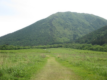 伐採木撤去開始