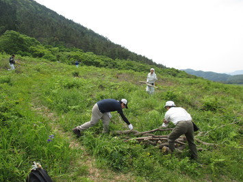 みんなで倒木撤去