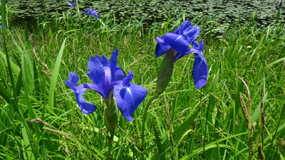 カキツバタ①