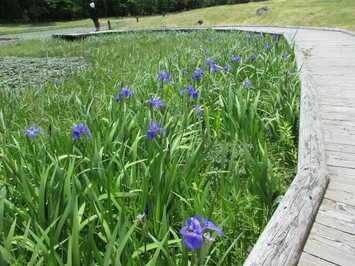 カキツバタ②