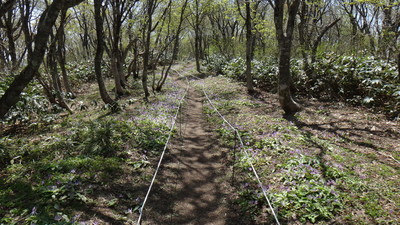 頂上近くの登山道