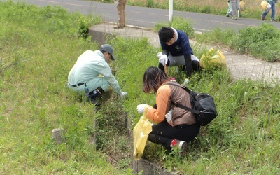 道路沿いの外来植物除去