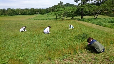 ブタナ除去のようす