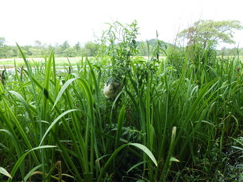 池の周りのモリアオガエルの卵塊