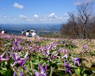 頂上のカタクリの花