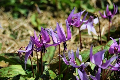 カタクリの花のアップ