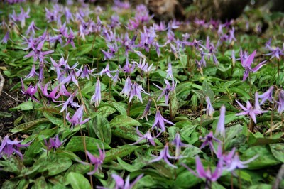 閉じたカタクリの花