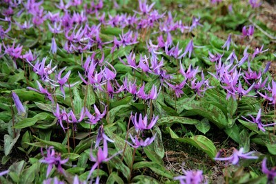 日を浴びて開花したカタクリの花