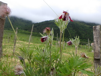 たくさん花のついたオキナグサ