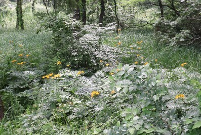 セイタカアワダチソウの花