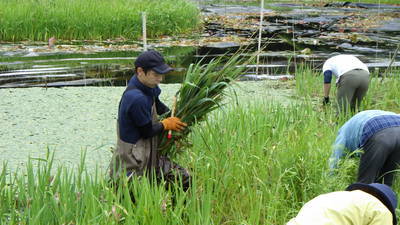 水辺の草刈り