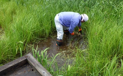 木道近くまで水が。。